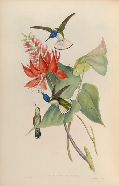 Florisuga mellivora - John Gould